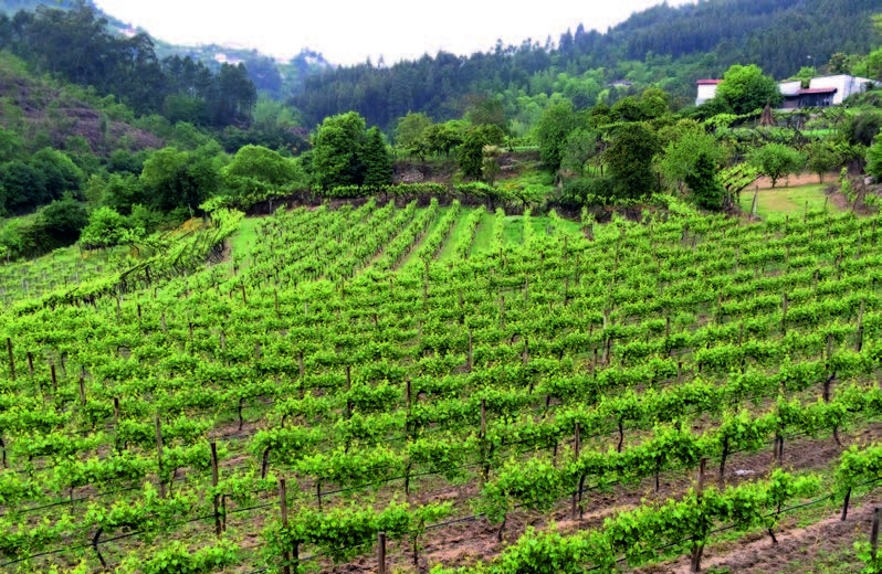 Default Alt
